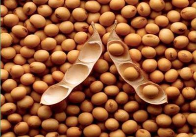 الصين تتجنب استيراد فول الصويا الأمريكي لأول مرة منذ 2018
