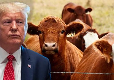 المزارعون الأمريكيون ينتقدون مقترح ترامب استيراد اللحوم