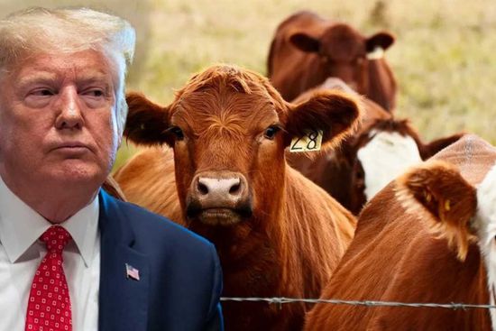المزارعون الأمريكيون ينتقدون مقترح ترامب استيراد اللحوم