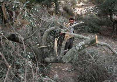 مستوطنون يقطعون 80 شجرة زيتون بالخليل