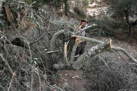 مستوطنون يقطعون 80 شجرة زيتون بالخليل