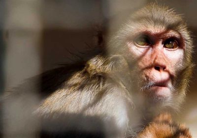 فرار قرود عدوانية في ولاية مسيسيبي الأمريكية