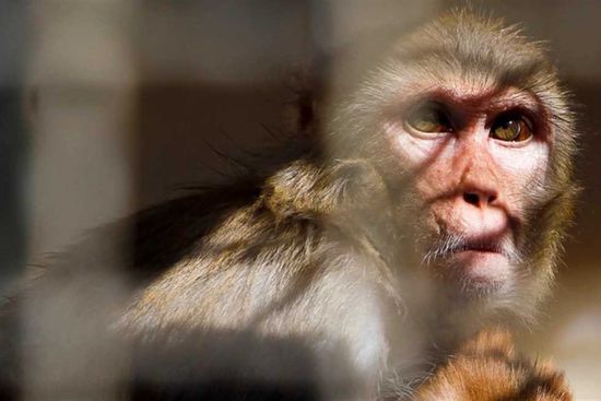 فرار قرود عدوانية في ولاية مسيسيبي الأمريكية