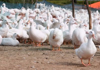 المجر تعلن عن تفشي إنفلونزا الطيور في مزرعة بط