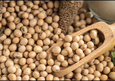 فول الصويا يسجل أكبر مكاسبه في 6 أشهر بأمريكا