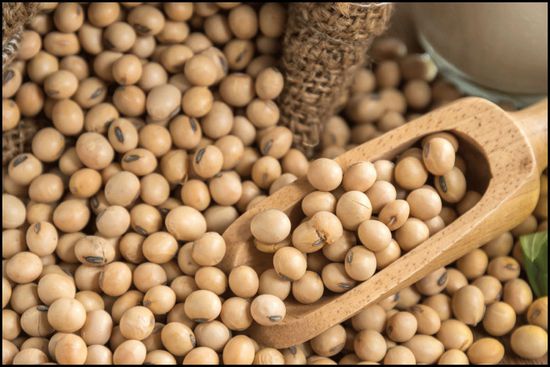 فول الصويا يسجل أكبر مكاسبه في 6 أشهر بأمريكا