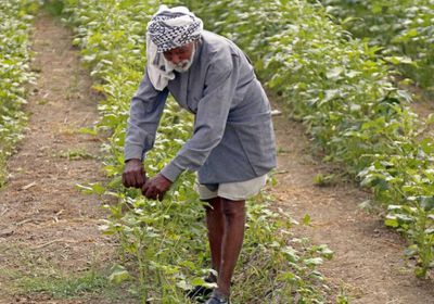 العراق يقر خطة زراعية للموسم الشتوي تركز على المياه الجوفية