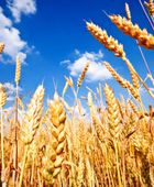 الصين تستعد لاستئناف مشتريات القمح الأمريكي