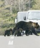 اليابان تسمح للشرطة باستخدام الأسلحة النارية لمواجهة انتشار الدببة