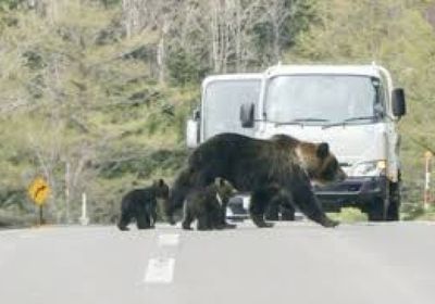 اليابان تسمح للشرطة باستخدام الأسلحة النارية لمواجهة انتشار الدببة