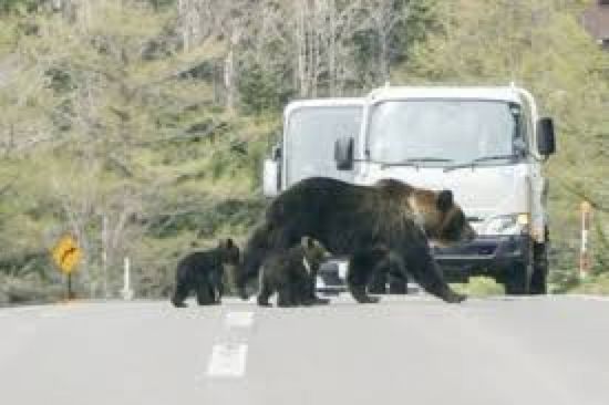 اليابان تسمح للشرطة باستخدام الأسلحة النارية لمواجهة انتشار الدببة