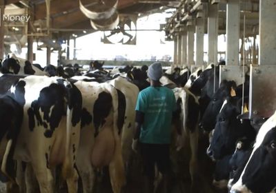 أستراليا ترحب بقرار ترامب إلغاء الرسوم الجمركية على لحوم البقر