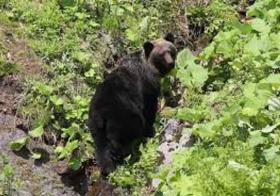 إصابات في هجوم دب على مجموعة طلاب ومعلمين