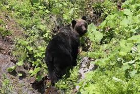 إصابات في هجوم دب على مجموعة طلاب ومعلمين