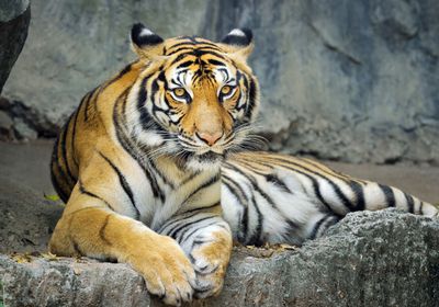 تقرير دولي يحذر من تسارع تهريب النمور وتهديد خطير لبقائها عالميًا