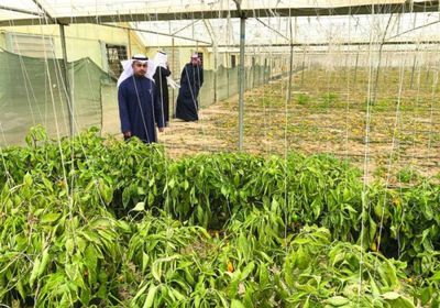 ارتفاع الإنتاج الزراعي في الكويت إلى 220 ألف طن خلال 9 أشهر