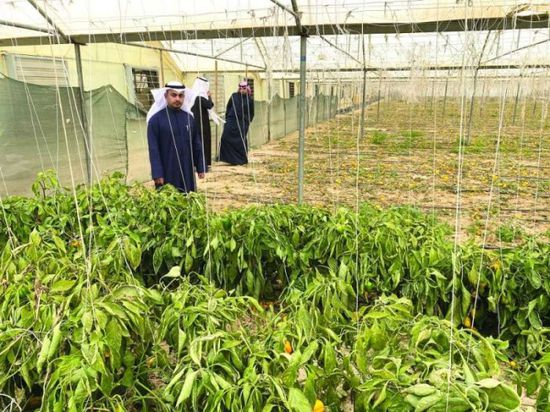 ارتفاع الإنتاج الزراعي في الكويت إلى 220 ألف طن خلال 9 أشهر