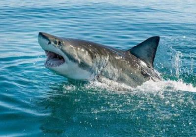 مصرع امرأة وإصابة رجل في هجوم سمكة قرش بأستراليا