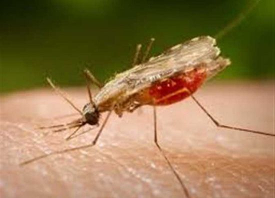 بعوض يقتل 33 شخصًا في كوبا