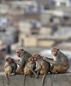 الولايات المتحدة تعتزم الحد من استخدام القردة في الأبحاث