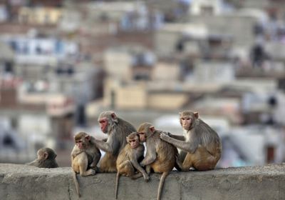 الولايات المتحدة تعتزم الحد من استخدام القردة في الأبحاث