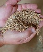 شركة أوكرانية لإنتاج الحبوب تعلق إعلان نتائجها