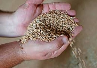 شركة أوكرانية لإنتاج الحبوب تعلق إعلان نتائجها