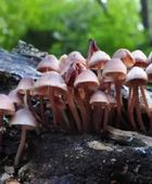 تشيكيا تجيز استخدام الفطر السحري لعلاج أمراض الاكتئاب