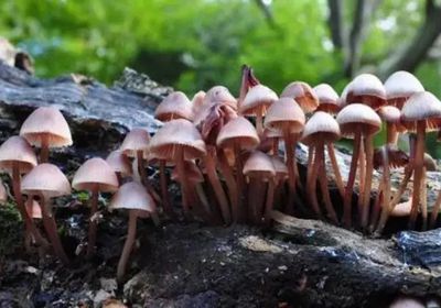تشيكيا تجيز استخدام الفطر السحري لعلاج أمراض الاكتئاب