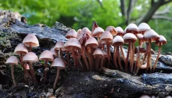 تشيكيا تجيز استخدام الفطر السحري لعلاج أمراض الاكتئاب