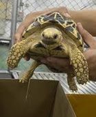 الاتجار بالحيوانات الحية بلغ مستويات قياسية عام 2025 بحسب الانتربول