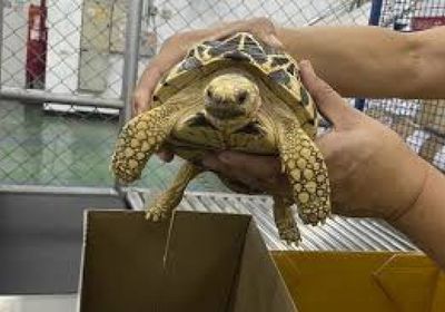 الاتجار بالحيوانات الحية بلغ مستويات قياسية عام 2025 بحسب الانتربول