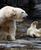 علماء يرصدون أنثى دب برفقة شبل ليس من نسلها