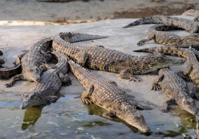 بن غفير يقترح بناء سجن للفلسطينيين محاط بالتماسيح