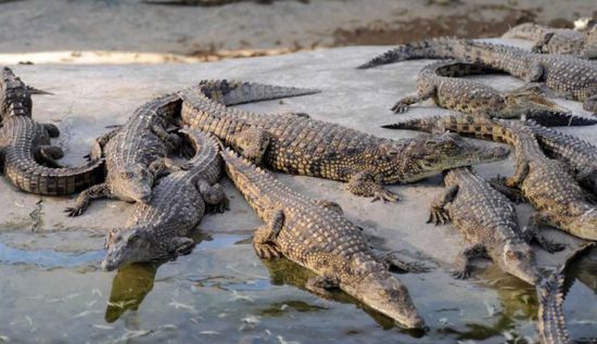 بن غفير يقترح بناء سجن للفلسطينيين محاط بالتماسيح