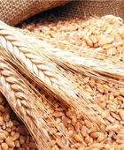 أسعار القمح تنخفض قبل لقاء ترامب وزيلينسكي