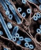 أنفلونزا جديدة تتفشى في لبنان