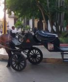 سلطات مدينة كارتاخينا الكولومبية السياحية تحظر عربات الخيول