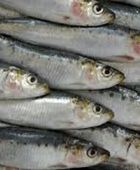 المغرب يحظر تصدير السردين المجمد اعتبارًا من فبراير