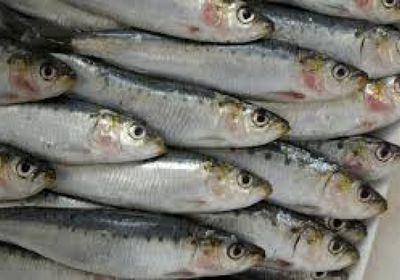 المغرب يحظر تصدير السردين المجمد اعتبارًا من فبراير