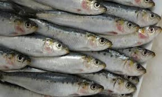 المغرب يحظر تصدير السردين المجمد اعتبارًا من فبراير