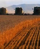 بكين تكثف مشترياتها من فول الصويا الأمريكي منذ الهدنة التجارية