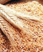 الهند تسمح بتصدير 500 ألف طن من الطحين مع تحسن الإمدادات