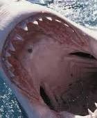 إصابة فتى بجروح خطرة إثر تعرضه لهجوم قرش في أستراليا