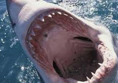 إصابة فتى بجروح خطرة إثر تعرضه لهجوم قرش في أستراليا