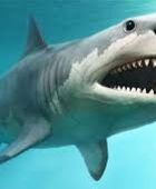 قرش يغلق 34 شاطئًا في سيدني