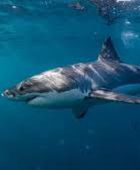 وفاة صبي أسترالي بعد هجوم لسمكة قرش في ميناء سيدني