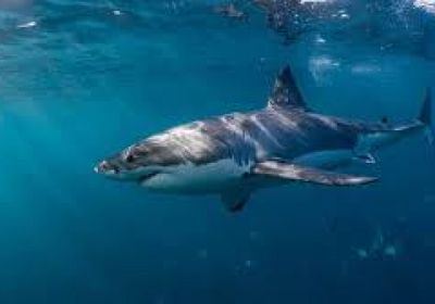 وفاة صبي أسترالي بعد هجوم لسمكة قرش في ميناء سيدني