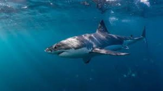 وفاة صبي أسترالي بعد هجوم لسمكة قرش في ميناء سيدني