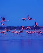 وجهات عصرية ومحميات طبيعية ومعالم تراثية تعزز الجذب السياحي في عجمان